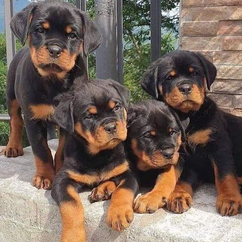 Wunderschöne Rottweilerwelpen.k