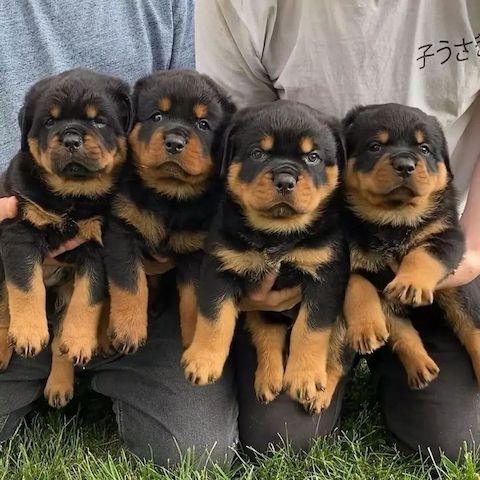 Wunderschöne Rottweilerwelpen..m