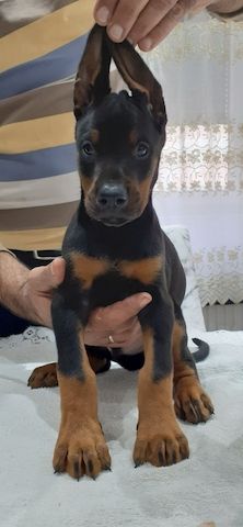Zwei Dobermannwelpen