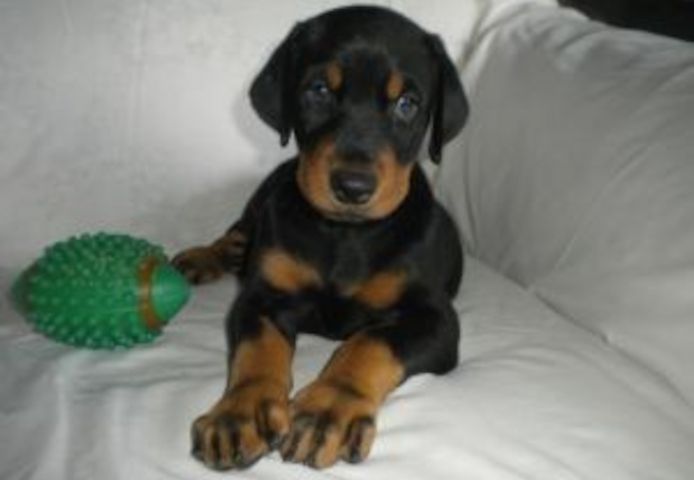 Zwei Dobermannwelpen