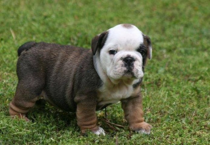 Englische Bulldoggenwelpen zu verkaufen