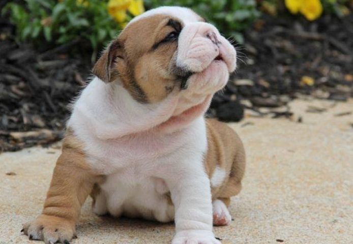 Englische Bulldoggenwelpen zu verkaufen