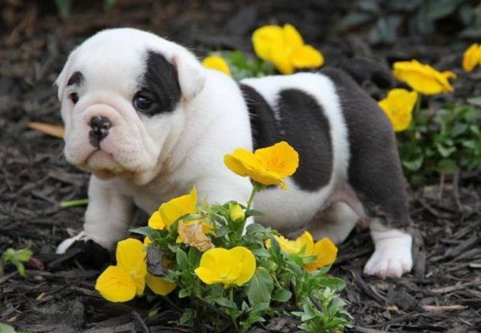 Englische Bulldoggenwelpen zu verkaufen