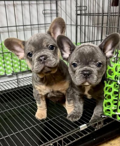 Bezaubernde Französische Bulldoggenwelpen