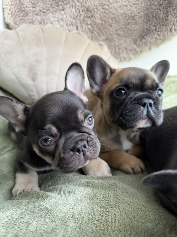 Bezaubernde Französische Bulldoggenwelpen