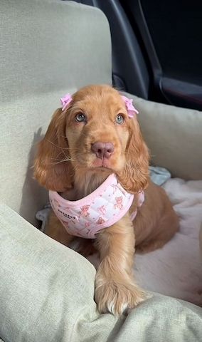 Drei wundervolle Cocker Spaniel Welpen