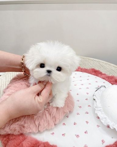 Wunderschöne Malteserwelpen abzugeben