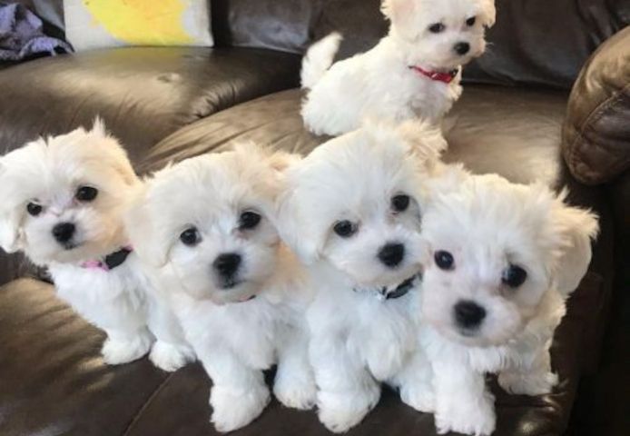 Wunderschöne Malteserwelpen abzugeben