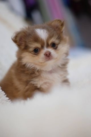 Langhaarige Chihuahua-Hündinnen und ein Rüde suchen ein liebevolles Zuhause.