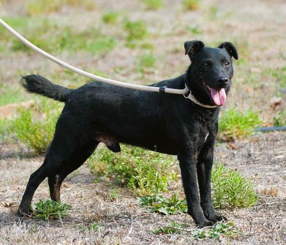 Matteus - ein sanfter Begleiter