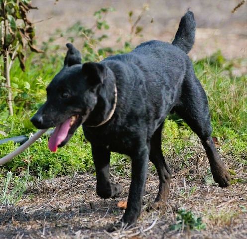 Matteus - ein sanfter Begleiter