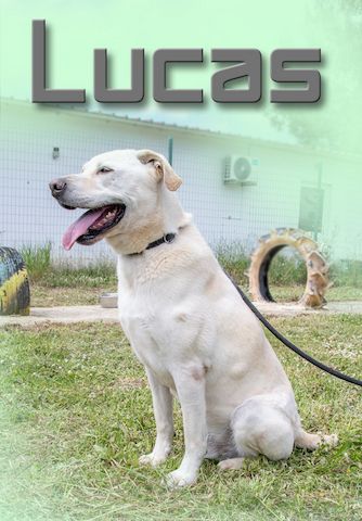 Lucas - ein aktiver Begleiter