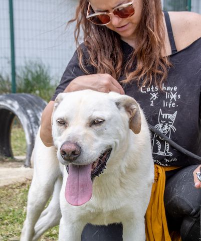 Lucas - ein aktiver Begleiter