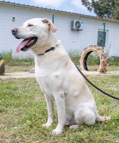 Lucas - ein aktiver Begleiter