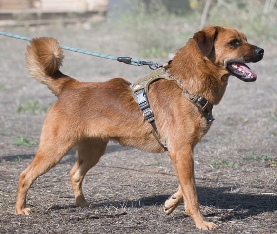 Caju - sensibel und liebevoll