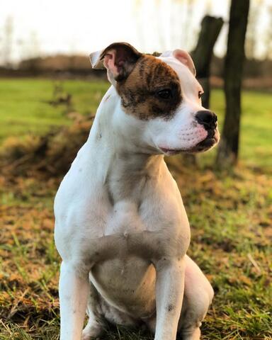 Liebevolle Boxer-Mix Hündin (5 Jahre) sucht neues Zuhause