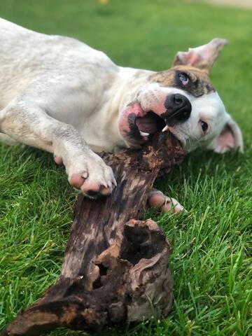 Liebevolle Boxer-Mix Hündin (5 Jahre) sucht neues Zuhause