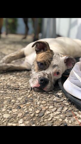 Liebevolle Boxer-Mix Hündin (5 Jahre) sucht neues Zuhause