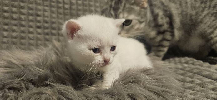 Britisch kurzhaar Kätzchen