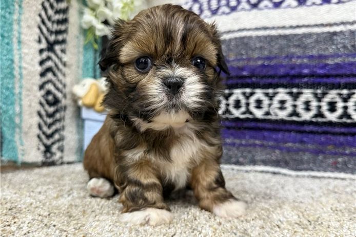 Shih-Tzu-Welpen zu verkaufen.