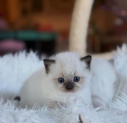 Niedliche Ragdoll-Kätzchen abzugeben