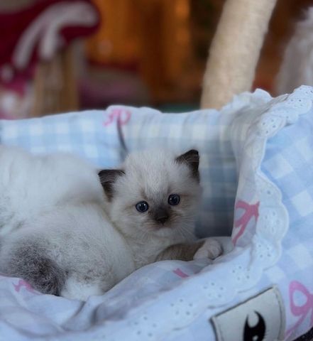 Niedliche Ragdoll-Kätzchen abzugeben