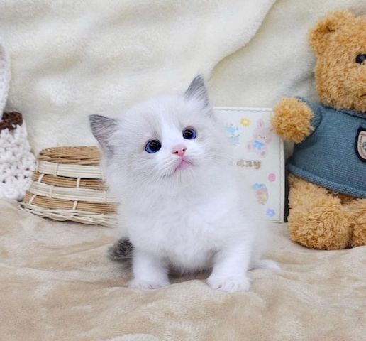 Gesunde Ragdoll-Kätzchen abzugeben