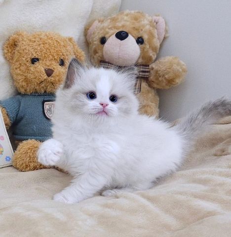 Gesunde Ragdoll-Kätzchen abzugeben