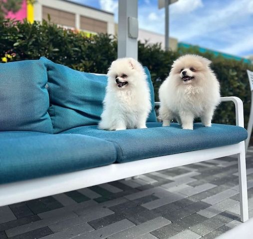 A2 Pomeranian Welpen abzugeben