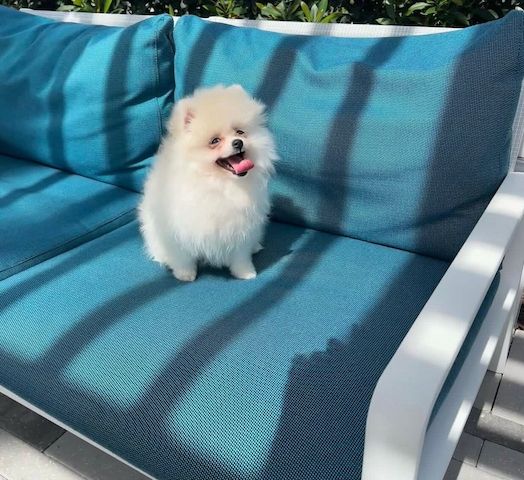 A2 Pomeranian Welpen abzugeben