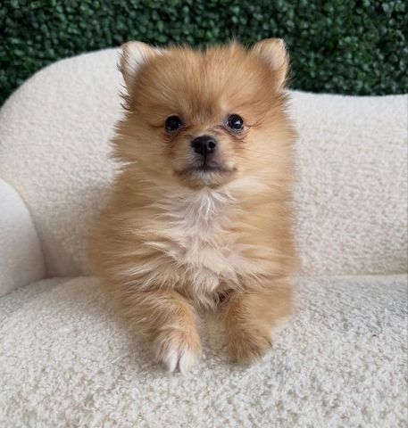 Super Pomeranian Welpen abzugeben