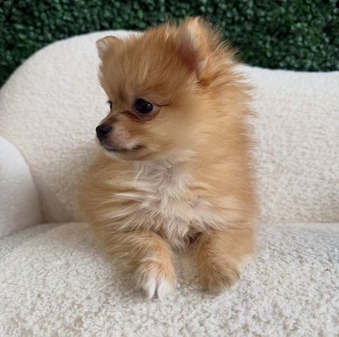 Super Pomeranian Welpen abzugeben