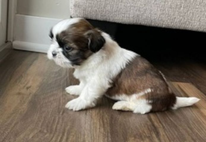 Shih Tzu-Hündin sucht neues Zuhause