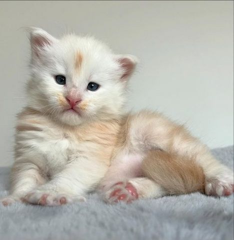 Verkaufe mein Maine-Coon-Kätzchen