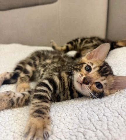 Reinrassige Bengalkätzchen