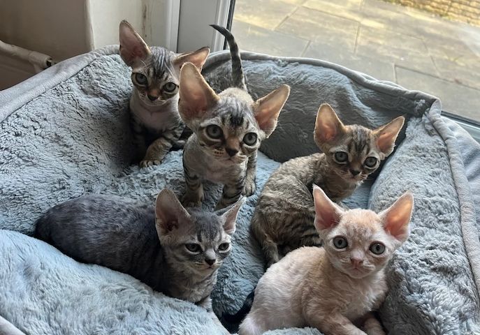 Devon Rex-Kätzchen