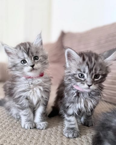 🐾 Wunderschöne Maine-Coon-Kätzchen 🐾