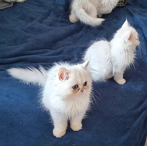 Reinrassige Perserkätzchen