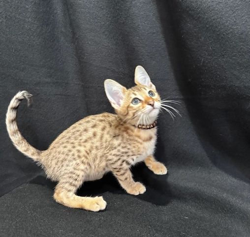 Bengalkätzchen zu verkaufen