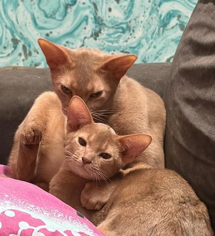 Rehbrauner Kater sucht ein liebevolles Zuhause