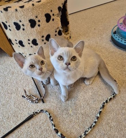 Burma-Kätzchen sucht ein liebevolles Zuhause