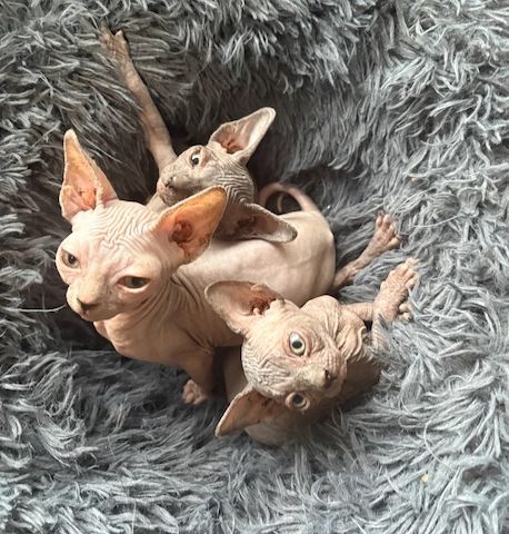 Sphynx-Katzen