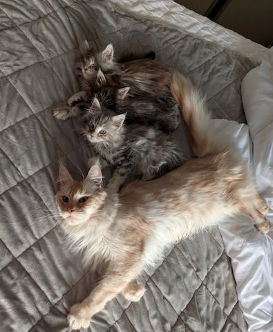 GCCF Maine Coon Kätzchen