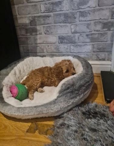 Cavapoo-Mädchen sucht ein liebevolles Zuhause
