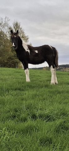 Barockpinto, Pinto, Pferd, Fohlen, Hengst