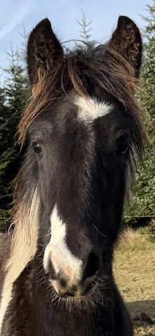 Barockpinto, Pinto, Pferd, Fohlen, Hengst