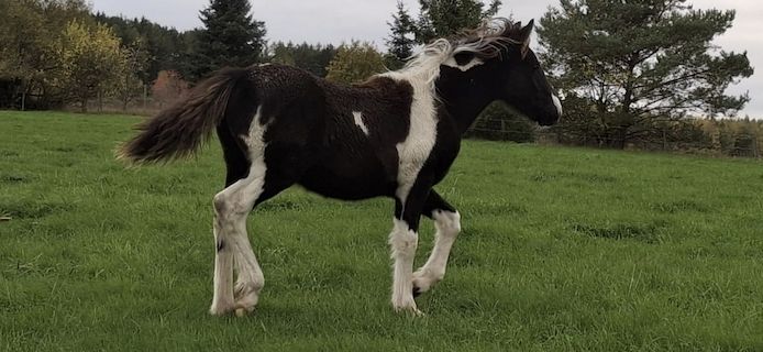 Barockpinto, Pinto, Pferd, Fohlen, Hengst