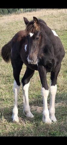 Barockpinto, Pinto, Pferd, Fohlen, Hengst