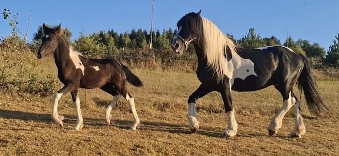 Barockpinto, Pinto, Pferd, Fohlen, Hengst