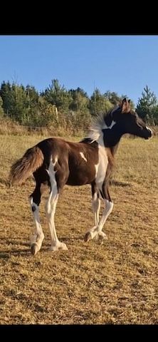 Barockpinto, Pinto, Pferd, Fohlen, Hengst